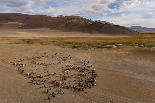 The Kazakh people rely entirely on their livestock for meat, milk and to support themselves in Altai Mountains, Mongolia, September 2016. (Photo by Joel Santos/Barcroft Images)