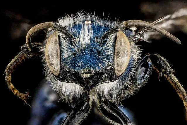 Osmia chalybea, M, face, Georgia, Camden County. (Photo and caption by Sam Droege/USGS Bee Inventory and Monitoring Lab)