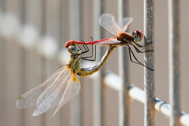 A couple of dragonflies are seen at a water reservoir in Mishmar HaSharon north of the Israeli city of Tel Aviv on October 13, 2016. (Photo by Jack Guez/AFP Photo)