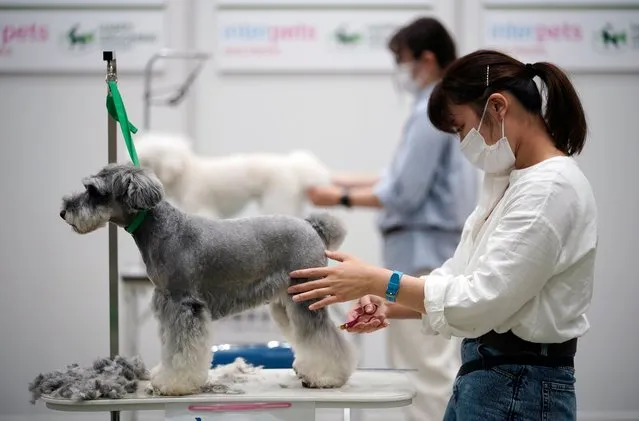 Dog groomers participate in a contest at the “Interpets” international pet fair in Tokyo, Japan, 01 April 2021. (Photo by Franck Robichon/EPA/EFE)