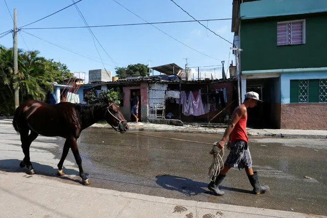 A man walks with his horse in Jaimanitas where Cuba's former President Fidel Castro lived in Havana, Cuba, December 2, 2016. (Photo by Reuters/Stringer)