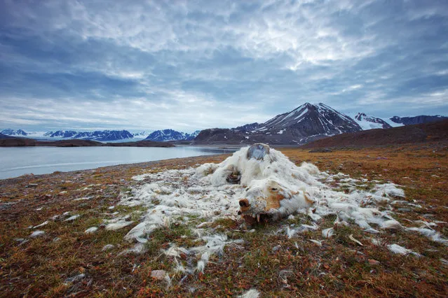 Vadim Balakin won the environmental issues section, with an image of polar bear remains on an island in northern Svalbard, Norway. (Photo by Vadim Balakin/2016 National Geographic Nature Photographer of the Year)