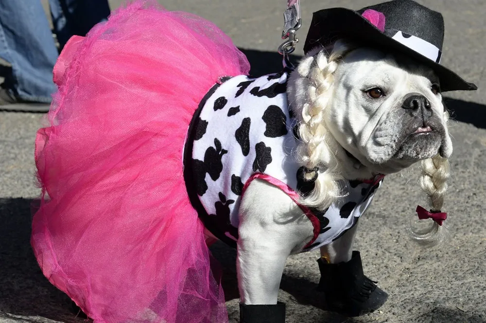 Pets Dress Up for Halloween