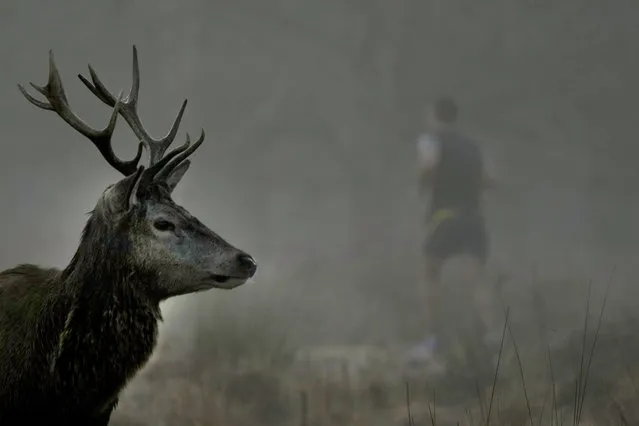 Deer watches as a man runs in the morning mist at Richmond Park in London, Wednesday, February 15, 2023. (Photo by Frank Augstein/AP Photo)