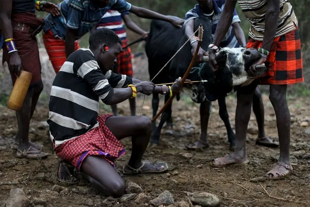Young Pokot men restrain a bull as another prepares to shoot an arrow with a shallow point into its neck to extract blood, during an initiation ceremony in Baringo County, Kenya, January 20, 2016. (Photo by Siegfried Modola/Reuters)