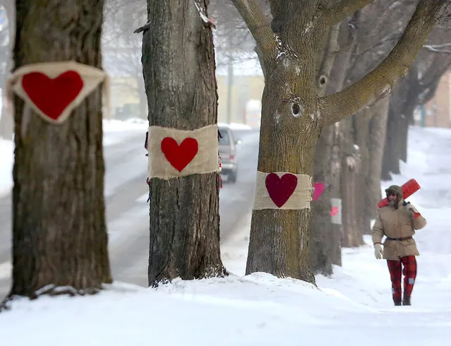 In this photo taken on Tuesday, February 9, 2016, a man walks near trees along South Main Street in Lake Mills, Wis. adorned in symbols of affection, as residents in the area have affixed hearts to dozens of mature trees slated to be removed for a reconstruction and utility repair effort in 2018. The road, which doubles as State Highway 89, is a main thoroughfare into the city and is scheduled to be widened as part of the $5.2 million state and federally-financed project. (Photo by John Hart /Wisconsin State Journal via AP Photo)
