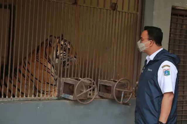 In this photo released by Jakarta Province Government, Jakarta Governor Anies Baswedan visits one of the two Sumatran tigers that contracting COVID-19 at the Ragunan Zoo in Jakarta, Indonesia, July 31, 2021. Two rare Sumatran tigers at the zoo in the Indonesian capital are recovering after being infected with COVID-19. (Photo by Dadang Kusuma WS/Jakarta province Government via AP Photo)