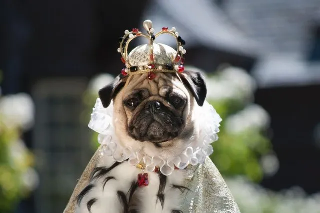 One of the pugs in a royal crown with matching gown. (Photo by Phillip Lauer/Barcroft Media)