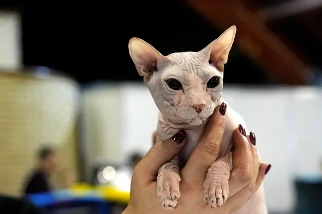 A woman holds her Don Sphynx or Russian Hairless cat during international pet industry fair Zoo Expo 2022 in Riga, Latvia on November 12, 2022. (Photo by Ints Kalnins/Reuters)