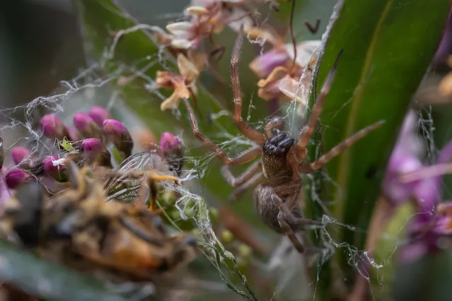 A garden spider is seen next to a dead honeybee on its web in Christchurch, New Zealand on January 17, 2019. (Photo by Sanka Vidanagama/NurPhoto via Getty Images)