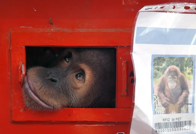 A seven-year-old female orangutan named Shizuka looks on from inside a cage during the repatriation ceremony of confiscated smuggled orangutans from Thailand to Indonesia, at the cargo area of Suvarnabhumi International Airport in Samut Prakan province, Thailand, 21 December 2023. Thailand returned three orangutans that were rescued after being smuggled from Indonesia as part of the country's wildlife trafficking combat initiative under the Convention on International Trade in Endangered Species of Wildlife Fauna and Flora (CITES) as well as aimed to strengthen the relationship between the two countries. (Photo by Rungroj Yongrit/EPA)