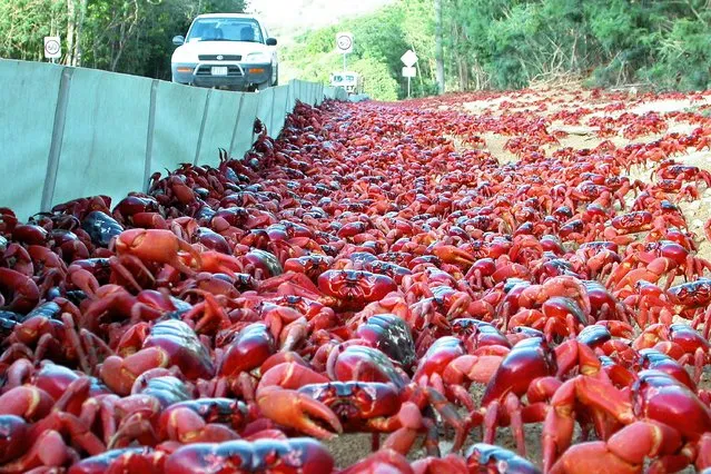 Tens of millions of red crabs make their way across Christmas Island, Australia on November 13, 2021 during their annual migration from the forest to the ocean, swamping roads and bridges. (Photo by Parks Australia/Animal News Agency)