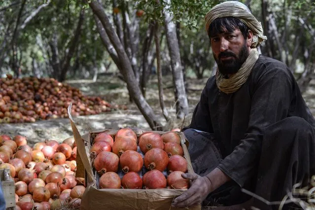 A worker sorts harvested pomegranates in Mazara village in the Arghandab district of Kandahar on October 5, 2021. (Photo by Javed Tanveer/AFP Photo)