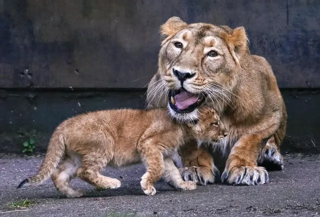 An Asian lion cubs, born on January 25, 2016, walks next to his mother Lorena while being presented to the public at the Planckendael Park in Mechelen, Belgium March 30, 2016. (Photo by Yves Herman/Reuters)