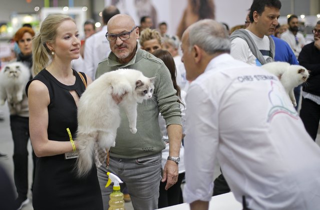 A participant gives her cat to the judges  during the Mediterranean Winner 2016 cat show in Rome, Italy, April 3, 2016. (Photo by Max Rossi/Reuters)