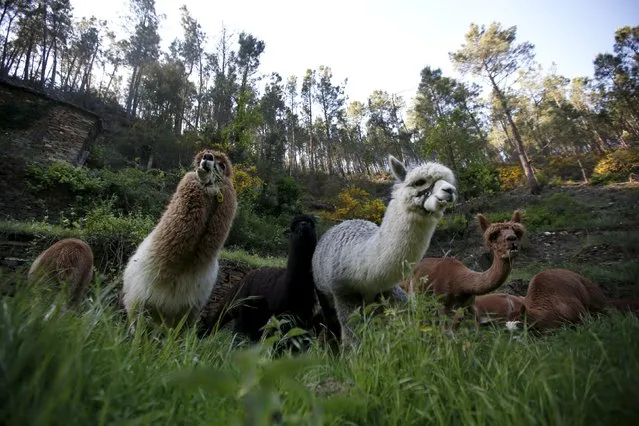 Alpacas of Lisa Vella-Gatt (not pictured) graze at her farm near Benfeita, Portugal May 11, 2015. (Photo by Rafael Marchante/Reuters)