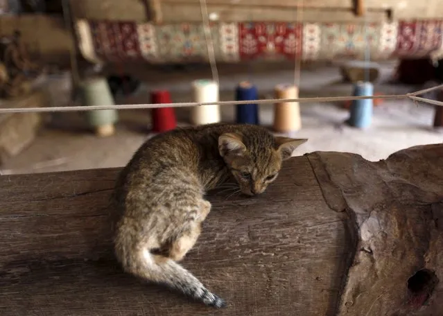 A cat sleeps on a handmade loom used by traditional carpet weavers in a workshop on the outskirts of Karachi, Pakistan April 11, 2016. (Photo by Akhtar Soomro/Reuters)