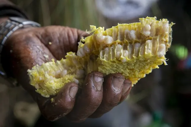 Nepalese honey hunters eat bee larvae after harvesting honey in Dolakha, 115 miles east of Kathmandu, Nepal on November 19, 2021. (Photo by Niranjan Shrestha/AP Photo)