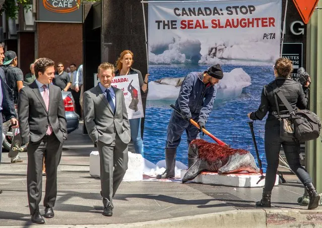PETA activists demonstrate the slaughtering of a dummy seal in front of the Canadian Consulate in downtown Los Angeles, California on March 31, 2014. The demand for seal fur has plummeted to the point that  Canada's annual massacre of tens of thousands of baby harp seals is costing the Canadian government about $7 million a year in subsidies. (Photo by Joe Klamar/AFP Photo)