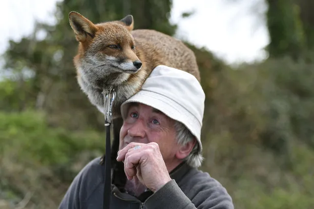 Patsy Gibbons takes his two rescue foxes, Grainne and Minnie (unseen), for a walk in Kilkenny, Ireland April 25, 2016. (Photo by Clodagh Kilcoyne/Reuters)