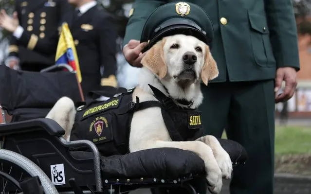 An injured anti-explosive dog is pictured ahead of a military parade to commemorate the 209th anniversary of Colombia's independence in Bogota, Colombia on July 20, 2019. (Photo by Luisa Gonzalez/Reuters)