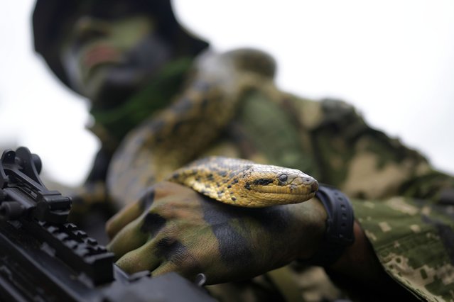A paratrooper carries a snake before marching in the 113th Independence Day parade in Asuncion, Paraguay, Tuesday, May 14, 2024. (Photo by Jorge Saenz/AP Photo)