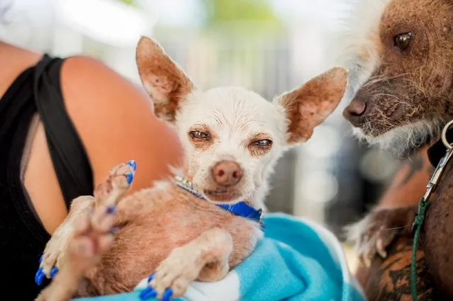 Pork, a 13-year-old Chihuahua, gets some unwanted attention from a rival in the World's Ugliest Dog Contest at the Sonoma-Marin Fair on Friday, June 26, 2015, in Petaluma, Calif. (Photo by Noah Berger/AP Photo)