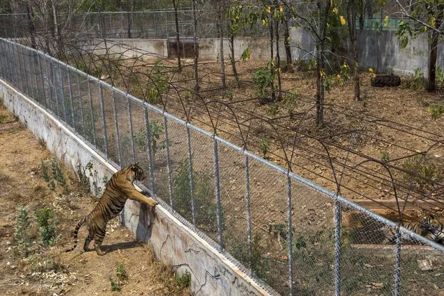 Tigers in outdoor pens where they are sometimes kept at Tiger Temple, a Buddhist monastery where paying visitors can interact with young adult tigers, in Kanchanaburi, Thailand, March 16, 2016. Only tigers under age 4 – there are 16 of them now – are brought out for tourists. Larger tigers are retired to cages. (Photo by Amanda Mustard/The New York Times)