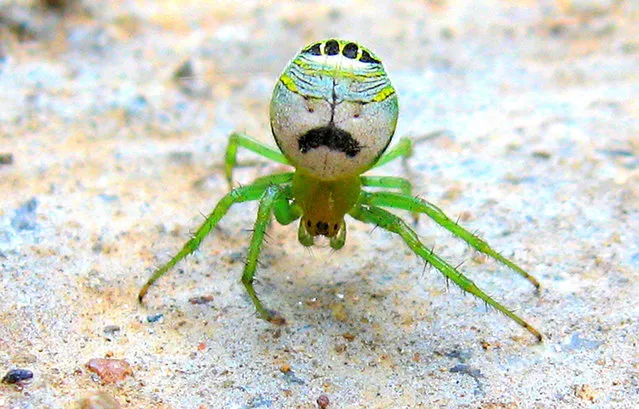 Spider looks like Borat. (Photo by Darlyne Murawsk/National Geographic Creative/Caters News)
