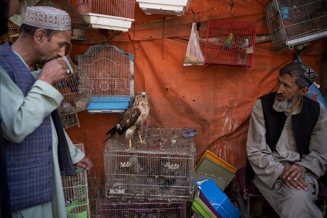 An accipiter bird is placed on the cage for sale at Koch-e Kafuroshi- bird market, in Kabul on May 27, 2024. (Photo by Wakil Kohsar/AFP Photo)