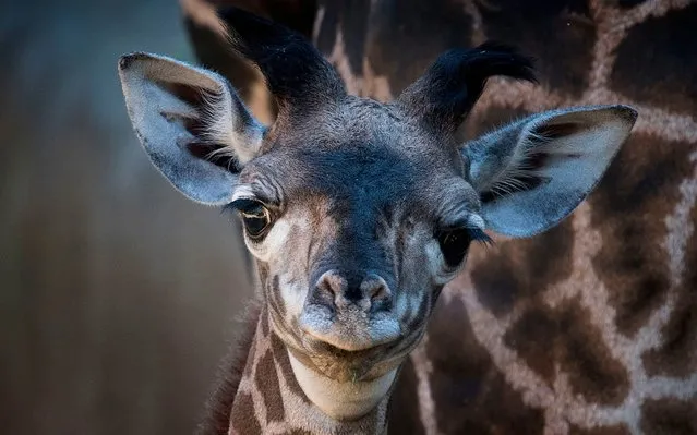 A two week old female Masai giraffe calf, still unnamed, makes her public debut at the L.A. Zoo in Los Angeles, California on October 18, 2019. The calf which was 1.98 cm (6 foot 6) at birth is expected to grow up to 5 metres (17 foot) tall and the Masai giraffes are the tallest land mammal. (Photo by Mark Ralston/AFP Photo)