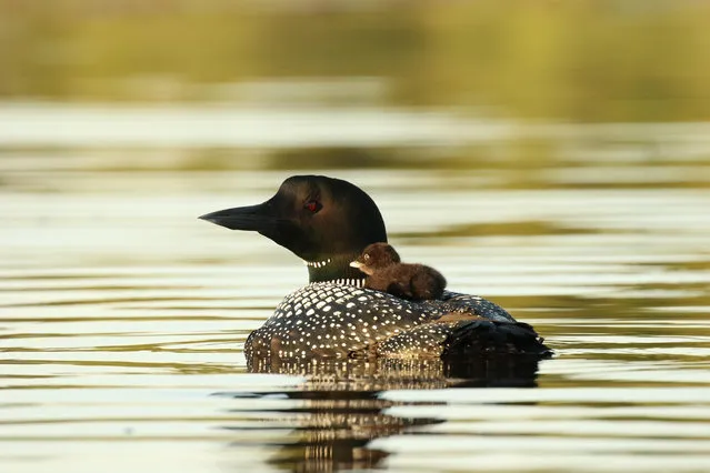 A common loon carrying a chick on its back in Eastern Ontario, Canada. (Photo by Heather King/Alamy Stock Photo)
