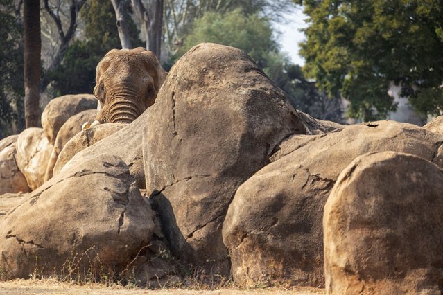 Charley, 43, the last elephant in South Africa's Pretoria zoo, who will be relocated to a private nature reserve north of the capital where he will retire, stands in his enclosure in Pretoria, South Africa on July 31, 2024. (Photo by Alet Pretorius/Reuters)