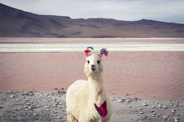 “Stylish llama”. At 14,000ft in icy winds this llama was completely at home. It was a different world for me. I'd like to think that we shared a moment. Photo location: Laguna Colorado, Bolivia. (Photo and caption by Esther Buttery/National Geographic Photo Contest)