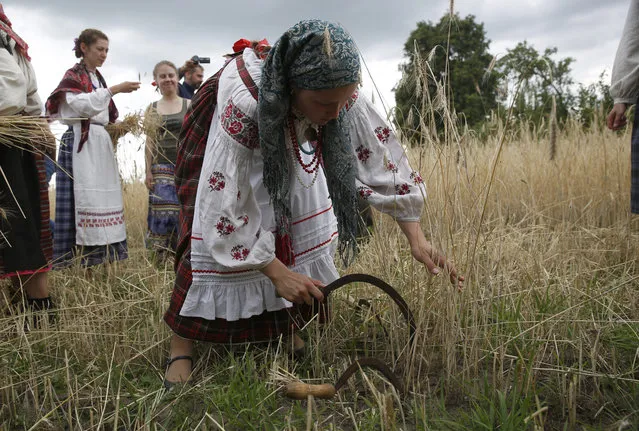 A Belarussian woman in traditional clothing cut and binds first sheaves during “Zazhinki” rite reconstruction in the village Zhoravka, some 170 km from Minsk, Belarus, 10 July 2016. Zazhinki rite is a start of harvesting in Slavic culture. Women cut and bind first sheaves in a field, asking God to help them, complaining about hard work and asking to give them good harvest next year. After rituals, they creep under their crescents and roll in a field, asking for a pain relief in their backs. People believed, that thanks to the rite grain field becomes fertile and ears grow ripe and become heavier. (Photo by Tatyana Zenkovich/EPA)