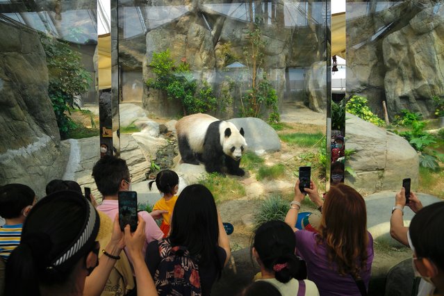Visitors take photographs of a giant panda at the Ocean Park, Thursday, April 21, 2022. (Photo by Kin Cheung/AP Photo)