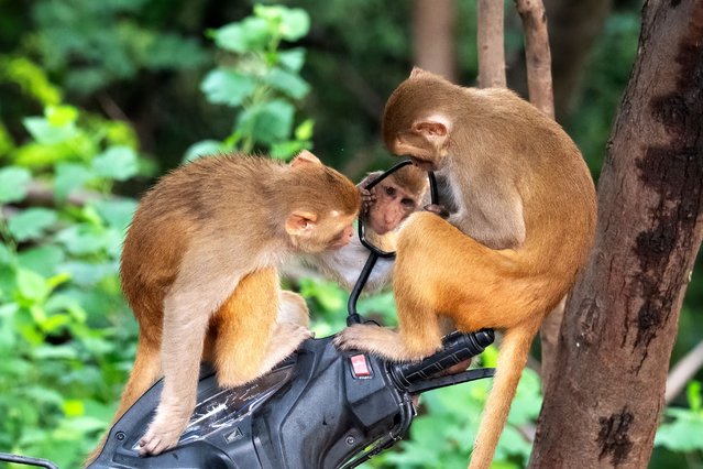 A pair of macaques check themselves out in the rear view mirror of a motorbike in Chandigarh, India in the last decade of August 2024. (Photo by Anuj Jain/Media Drum Images)