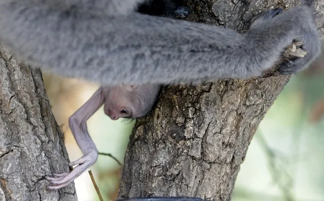 A newborn Silvery Gibbon baby is held by its mother Alangalang at Prague Zoo, Czech Republic, July 30, 2015. (Photo by David W. Cerny/Reuters)