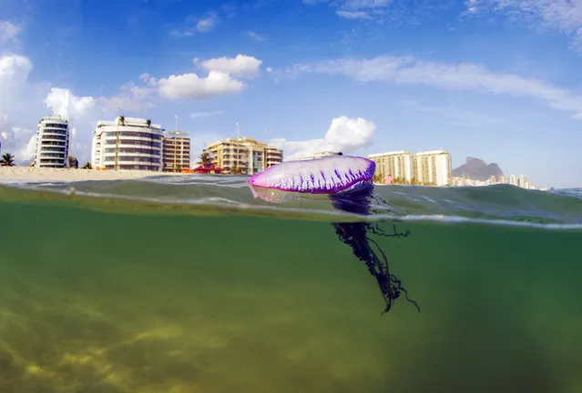 Thirty-five-year-old Daniel Botelho travels all over the world to photograph the wildlife of the sea, but found this man-of-war in the South Atlantic Ocean just outside his home in Rio de Janeiro, Brazil on July 31, 2016. The Atlantic Portuguese man o' war (Physalia physalis), also known as the man-of-war, blue bottle, or floating terror, is a marine hydrozoan of the family Physaliidae found in the Atlantic Ocean, as well as the Indian and Pacific Oceans. Its venomous tentacles can deliver a painful (and sometimes fatal) sting. Despite its outward appearance, the Portuguese man o' war is not a jellyfish but a siphonophore, which, unlike jellyfish, is not actually a single multicellular organism, but a colonial organism made up of specialised individual animals called zooids or polyps. These zooids are attached to one another and physiologically integrated to the extent that they are unable to survive independently, and therefore have to function as if they were a so-called individual animal. (Photo by Daniel Botelho/Barcroft Images)