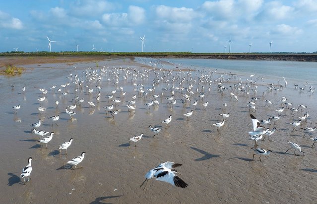 The first migratory anti-billed Snipes are seen at the Tiaozini wetland in Yancheng, China, on August 25, 2024. (Photo by Costfoto/NurPhoto/Rex Features/Shutterstock)