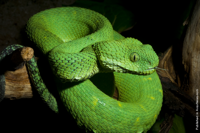 Atheris chlorechis - Wikipedia