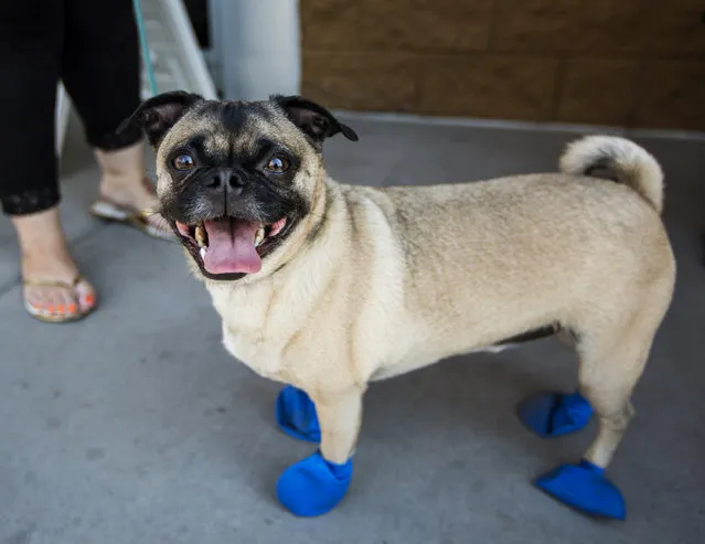 Kara Leavitt, 34, picks up elastic booties for her 4-year-old dog Chase at a PetSmart in Tempe, Ariz. on Tuesday, June 20, 2017. Phoenix radio station KSLX handed out the protective coverings to protect dogs' paws from the hot pavement, as temperatures in Phoenix are forecasted to hit 120 degrees. (Photo by Angie Wang/AP Photo)