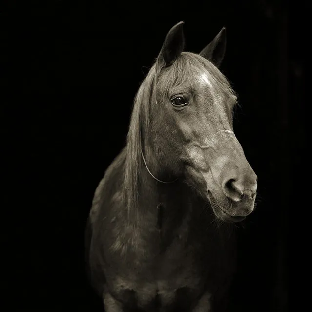 Pumpkin, Morgan Arabian Horse, Age 28