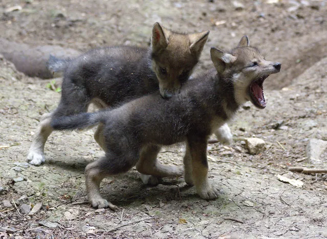 Eight-week-old Eurasian wolf cubs, from of a litter of five, born at Cotswold wildlife park, UK on  July 14, 2017. (Photo by Cotswold Wildlife Park/via PA Wire)