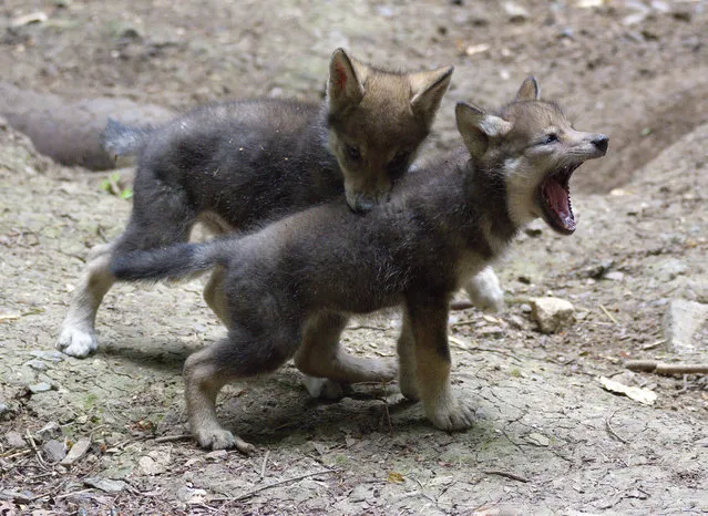 Eight-week-old Eurasian wolf cubs, from of a litter of five, born at Cotswold wildlife park, UK on July 14, 2017. (Photo by Cotswold Wildlife Park/via PA Wire)