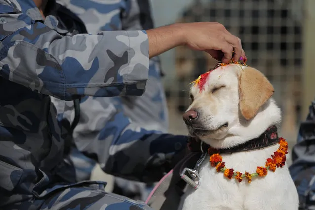 A Nepalese police person puts vermillion powder on the forehead of a police dog as part of worship during Tihar festival celebrations at a kennel division in Kathmandu, Nepal, Sunday, October 27, 2019. Dogs are worshipped to acknowledge their role in providing security during the second day of Tihar festival, one of the most important Hindu festivals that is also dedicated to the worship of Hindu goddess of wealth Laxmi. (Photo by Niranjan Shrestha/AP Photo)