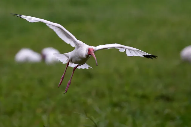 An American white ibis bird comes in for a landing in Orlando, Florida, U.S., June 17, 2016. (Photo by Carlo Allegri/Reuters)