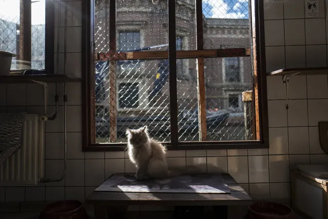 In this Wednesday, August 2, 2017 photo, Kasumi, a 9-year-old cat sits in a spot of light at the Catboat shelter in Amsterdam, Netherlands. In the heart of the Dutch capital, on a canal near one of the busiest shopping streets, a floating animal sanctuary called The Catboat provides refuge for about 50 stray and abandoned felines. Known in Dutch as De Poezenboot, the houseboat in Amsterdam's picturesque canal belt has become a major tourist attraction, drawing cat lovers from all over the world. The shelter has been operating since 1968, when Henriette van Weelde acquired an old Dutch sailing barge and converted it into a feline-friendly accommodation. Today the boat is run by around 20 volunteers and a few part-time workers and draws about 100 visitors a day. “What I love the most is meeting all kind of people from all over the world”, said Judith Gobets, who manages the boat. Visitors can make a donation to “adopt” a cat; the cat keeps living on the boat and the adopter gets regular updates. In some cases, visitors also take cats home with them. “We are, however, very picky about adoptions, as we want to find the right match for the cat and the new owner”, Gobets said. (Photo by Muhammed Muheisen/AP Photo)