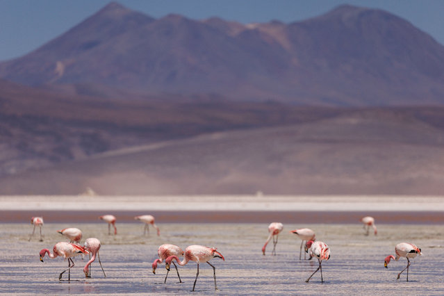 Pink Flamingos feed at Ascotan salt flat, a place where the fish known as “Karachi” or “Orestias Ascotanensis” inhabit, in Ollague town area, in the Andean highlands, Antofagasta region, Chile on October 31, 2024. (Photo by Ivan Alvarado/Reuters)