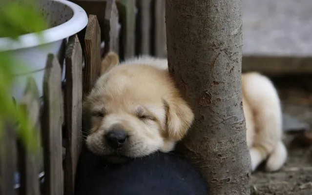 A 29-day-old Labrador puppy sleeps against a tree at a courtyard in Beijing August 10, 2014. (Photo by Jason Lee/Reuters)